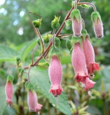Sinningia sellovii flower