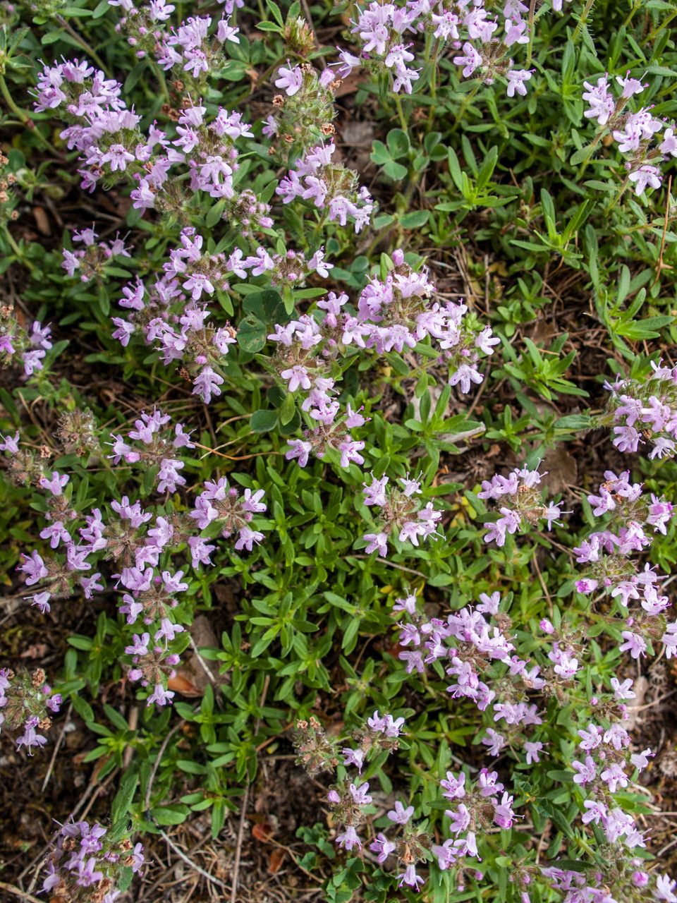 Thymus zygioides flower