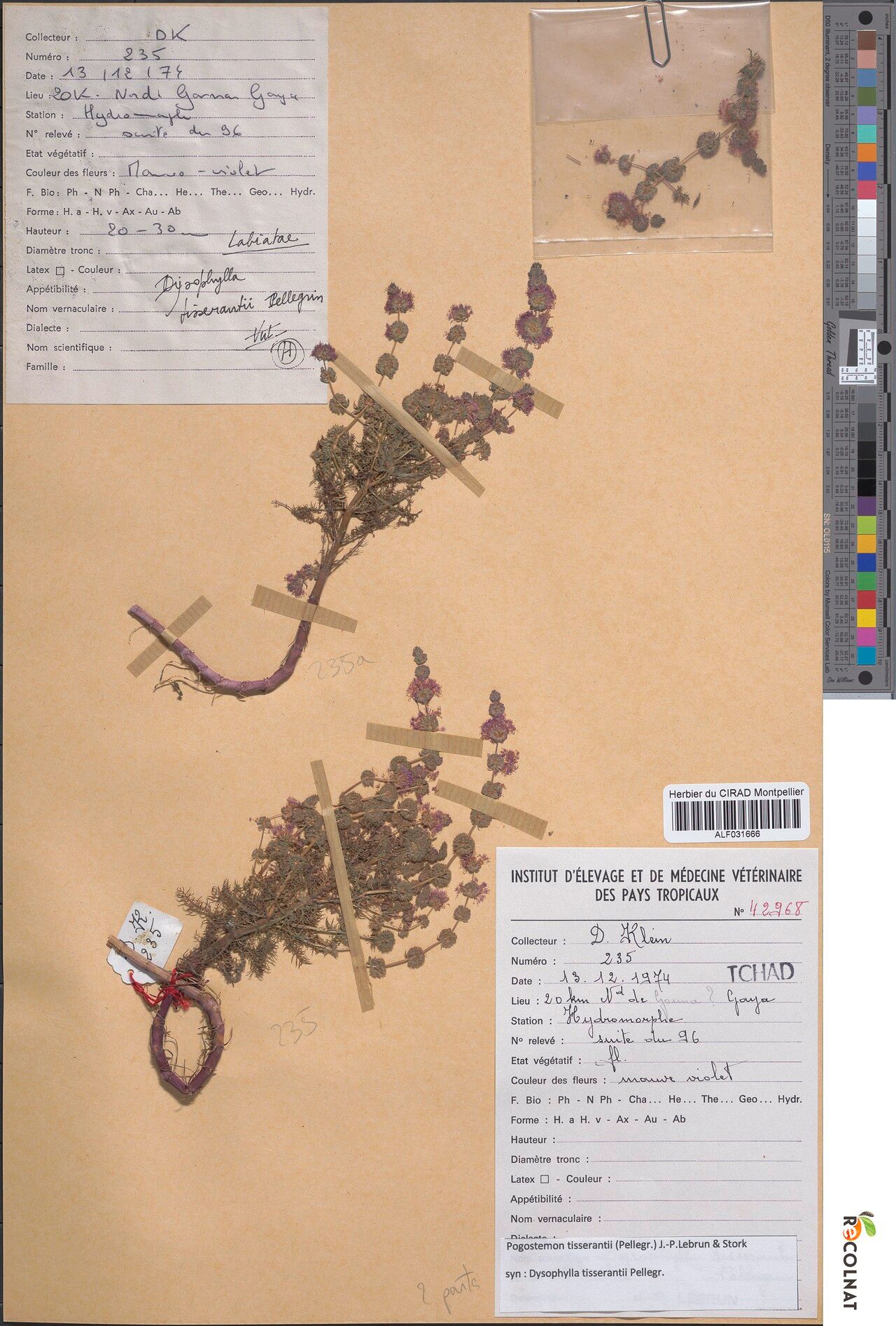 Pogostemon tisserantii — houseplant care guide