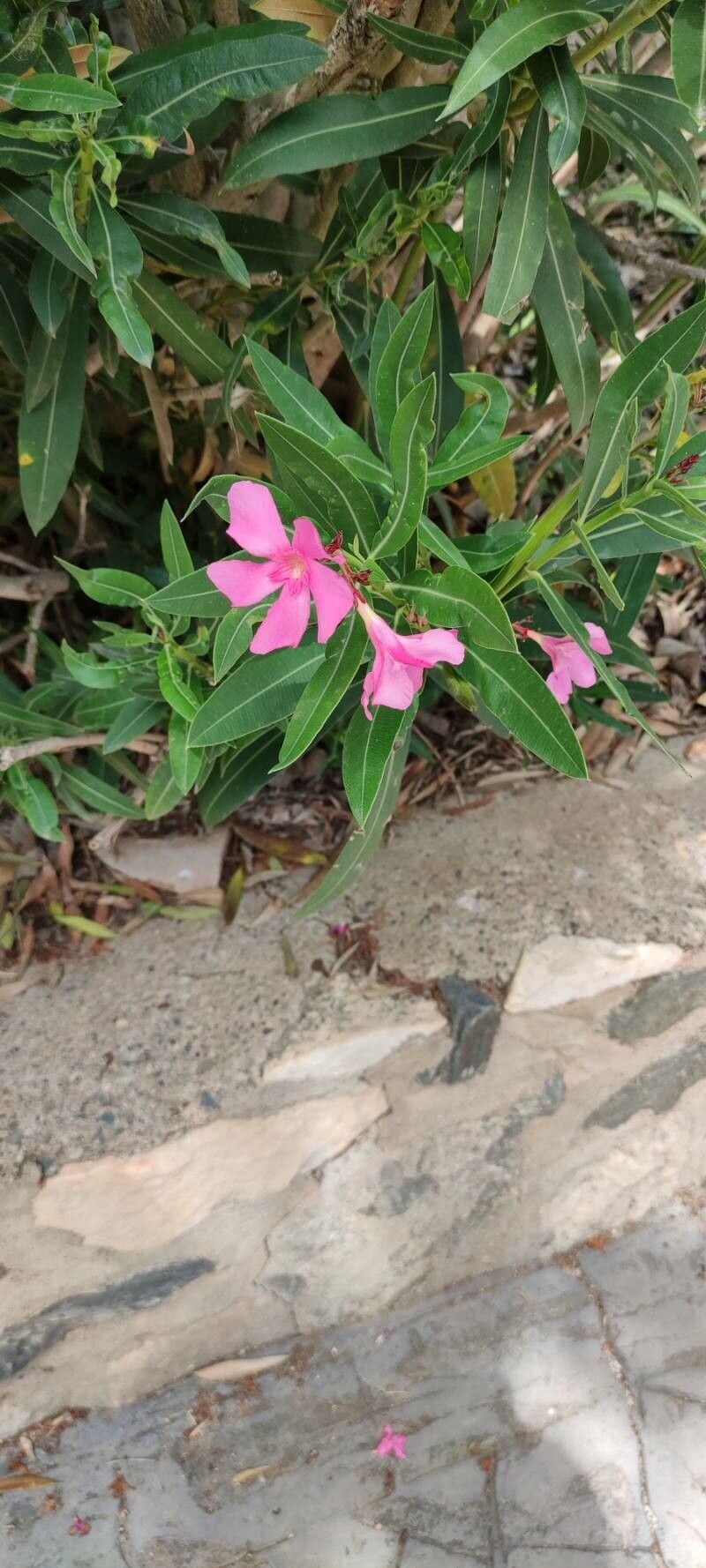 Nerium indicum x Nerium oleander flower