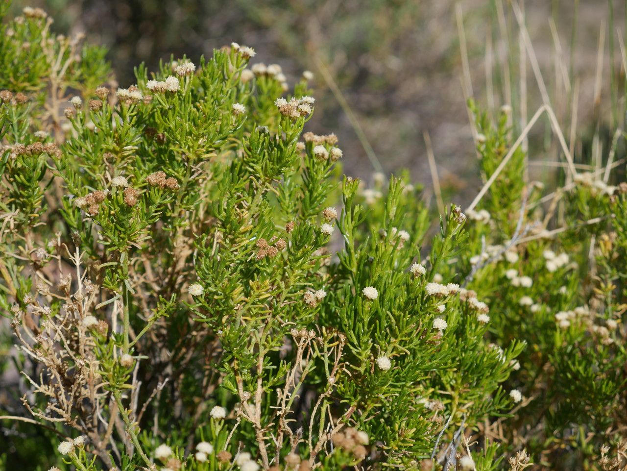 Baccharis boliviensis habit