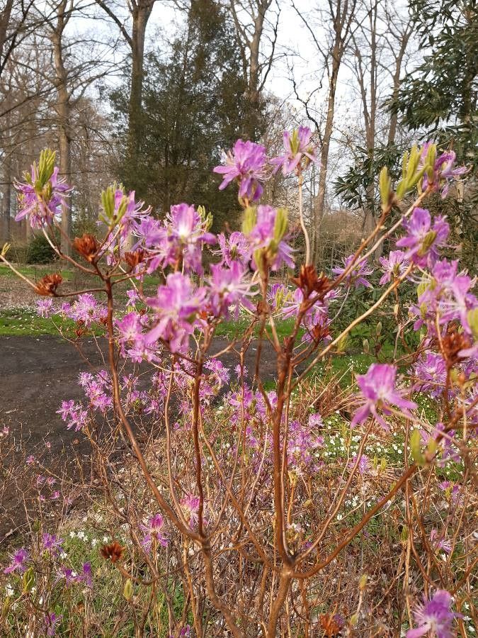 Rhododendron canadense flower