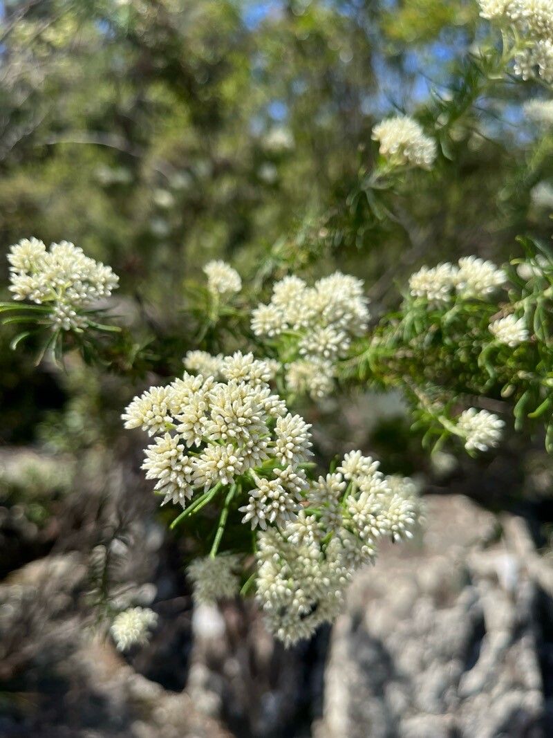Ozothamnus ferrugineus — related species from the same genus