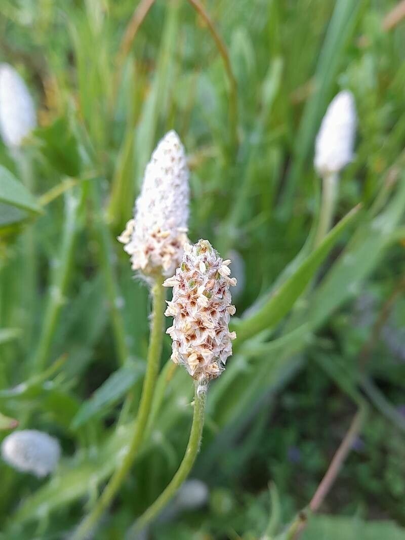 Plantago notata flower