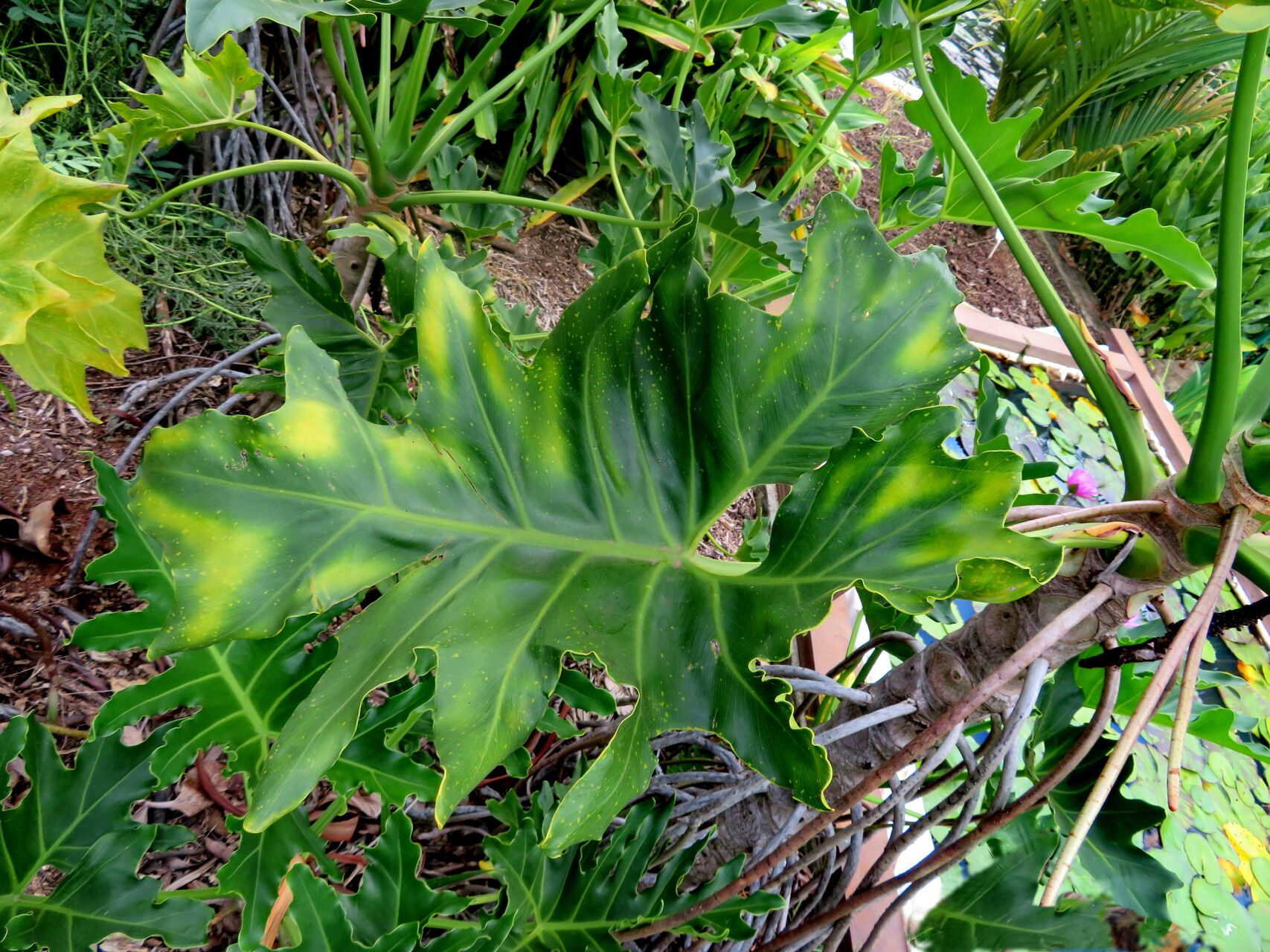 Philodendron paludicola — search result for 'Philodendron'