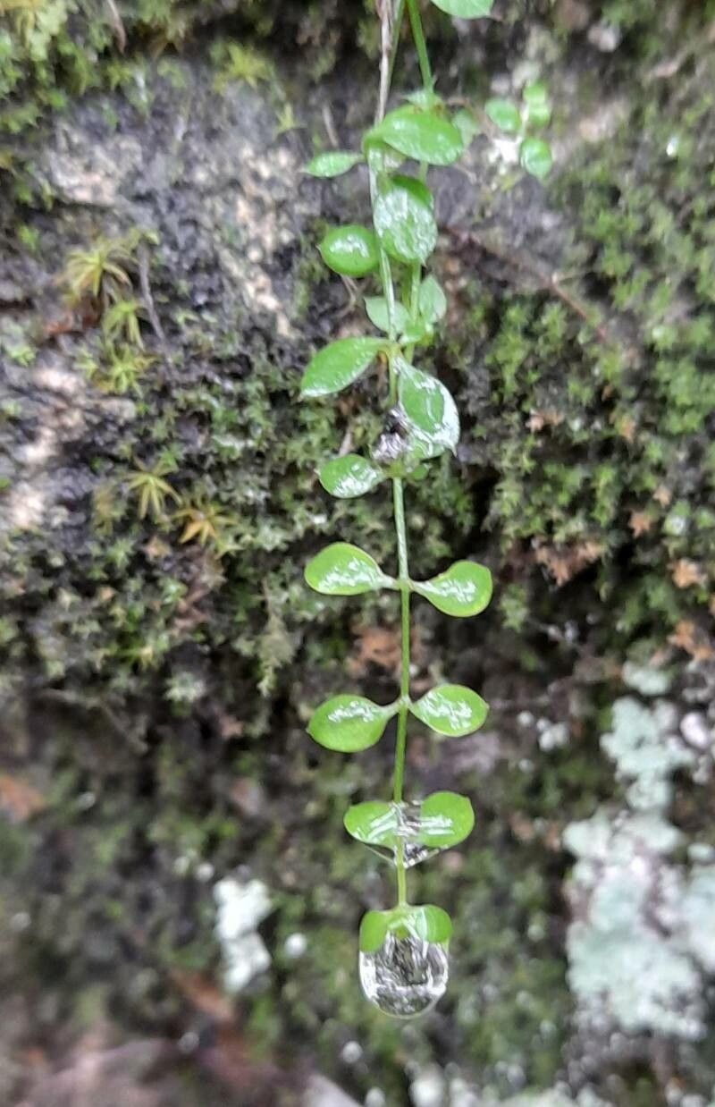 Callitriche deflexa — related species from the same genus