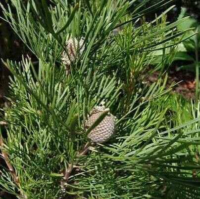 Isopogon dawsonii — related species from the same genus
