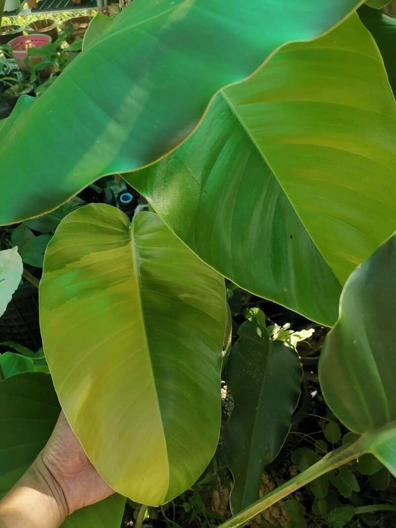 Rhaphidophora megaphylla — search result for 'Rhaphidophora'