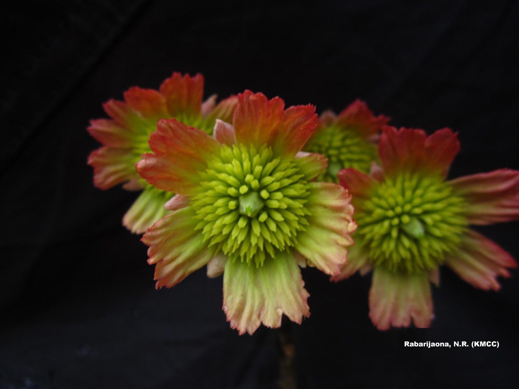 Sloanea rhodantha — houseplant care guide