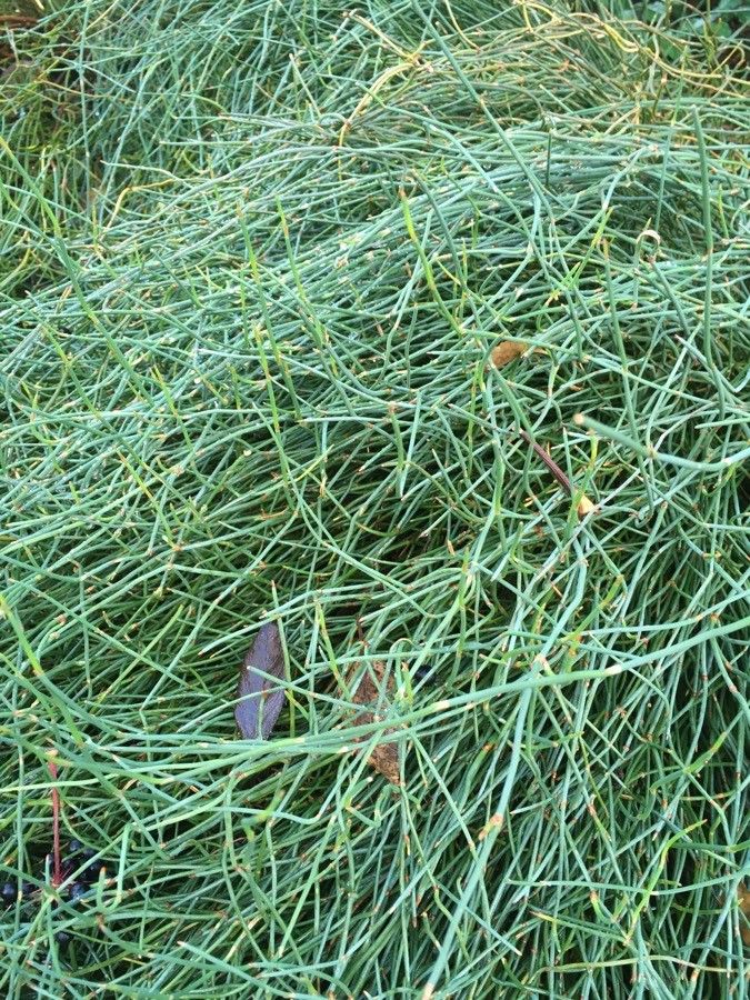 Ephedra likiangensis habit