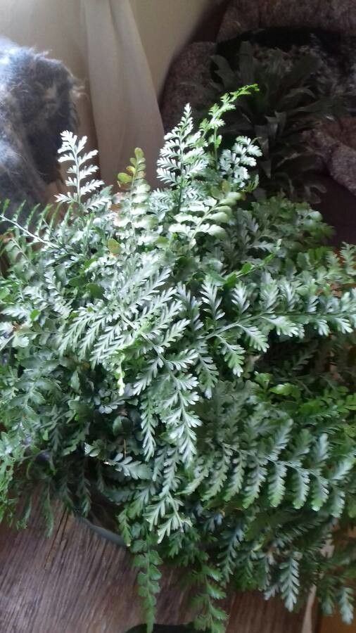 Asplenium balearicum habit