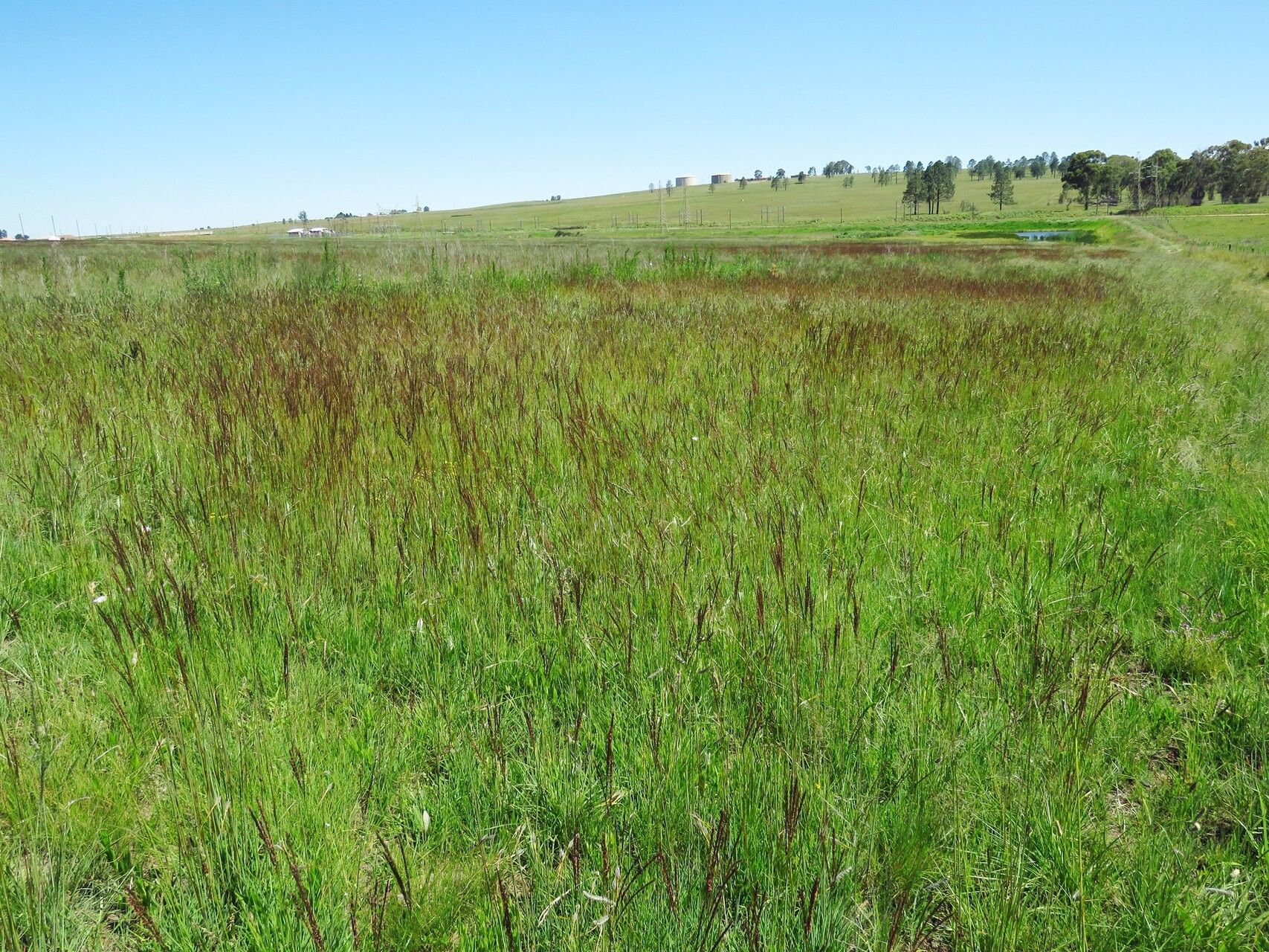 Digitaria tricholaenoides habit