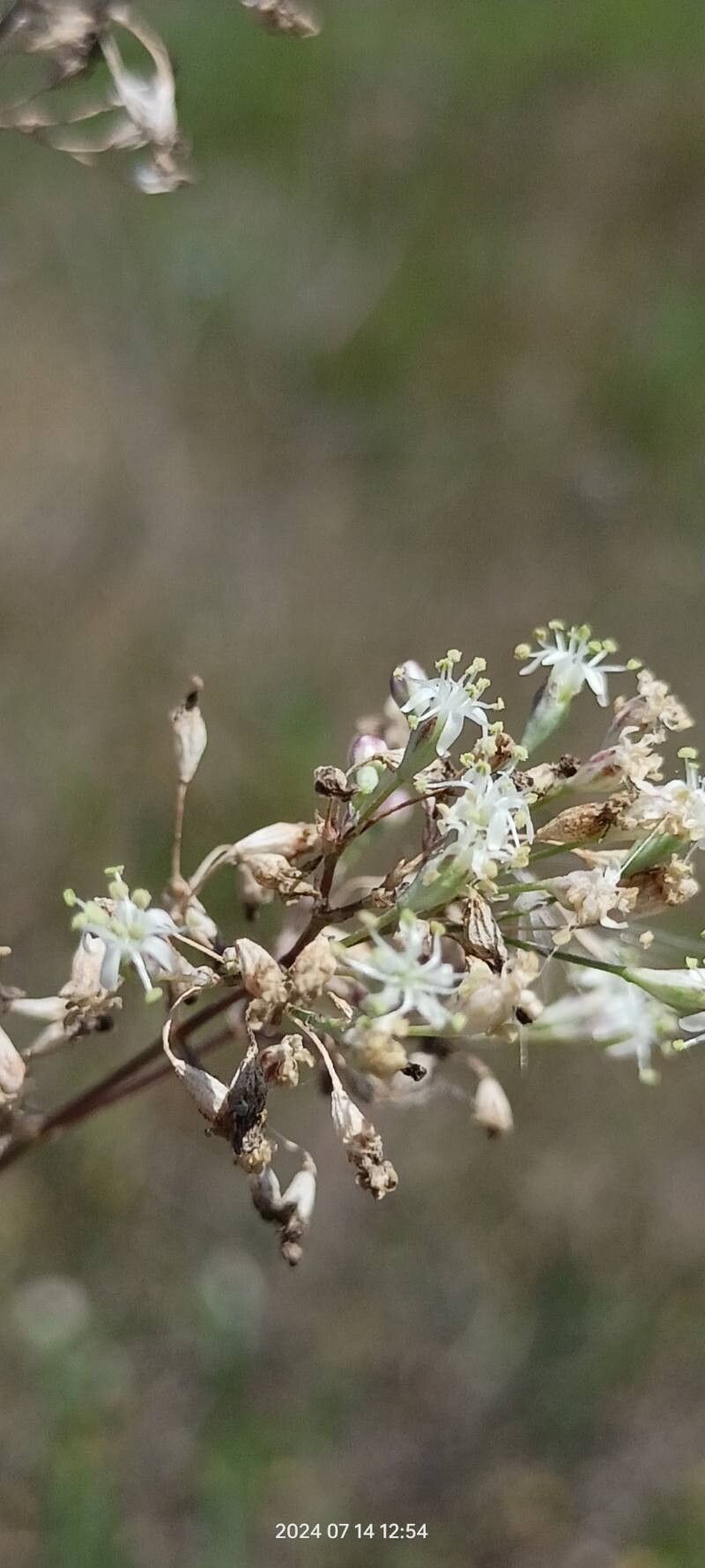 Silene wolgensis flower