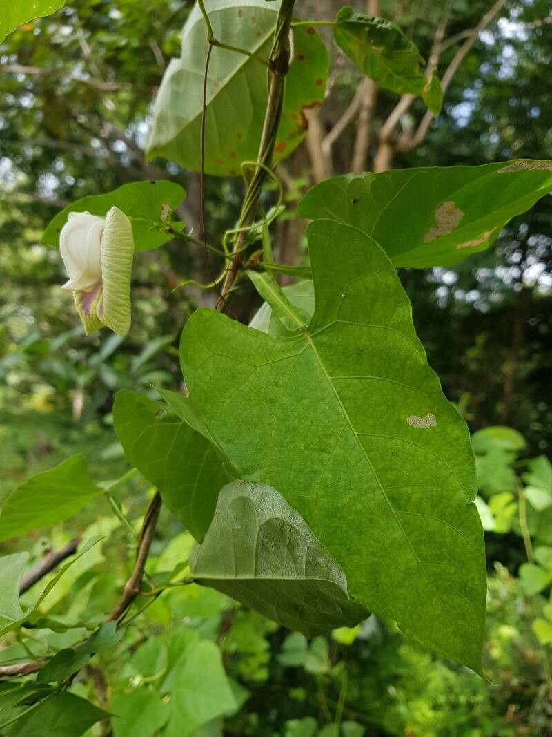 Centrosema sagittatum leaf