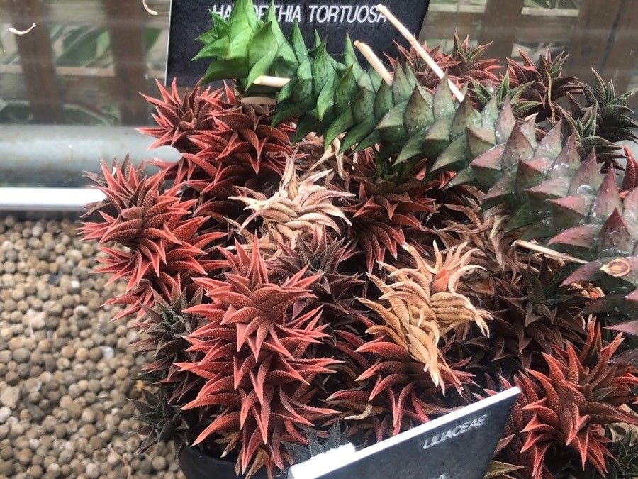 Haworthia viscosa leaf