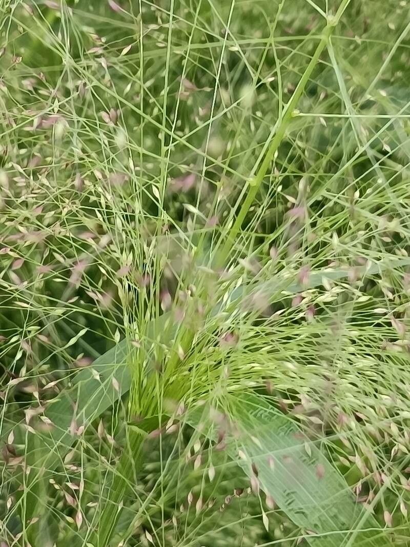 Eragrostis spectabilis flower