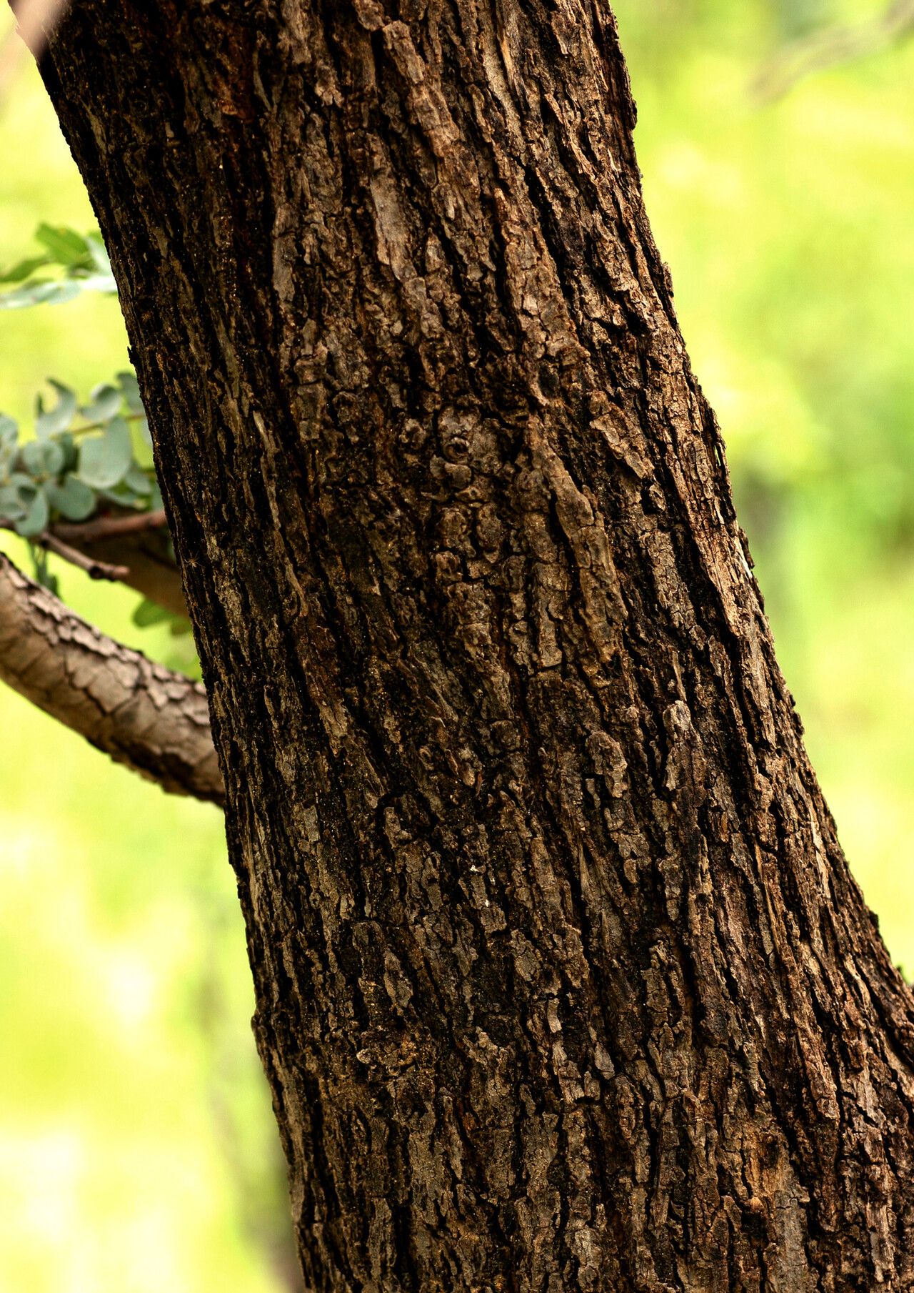 Brachystegia allenii bark