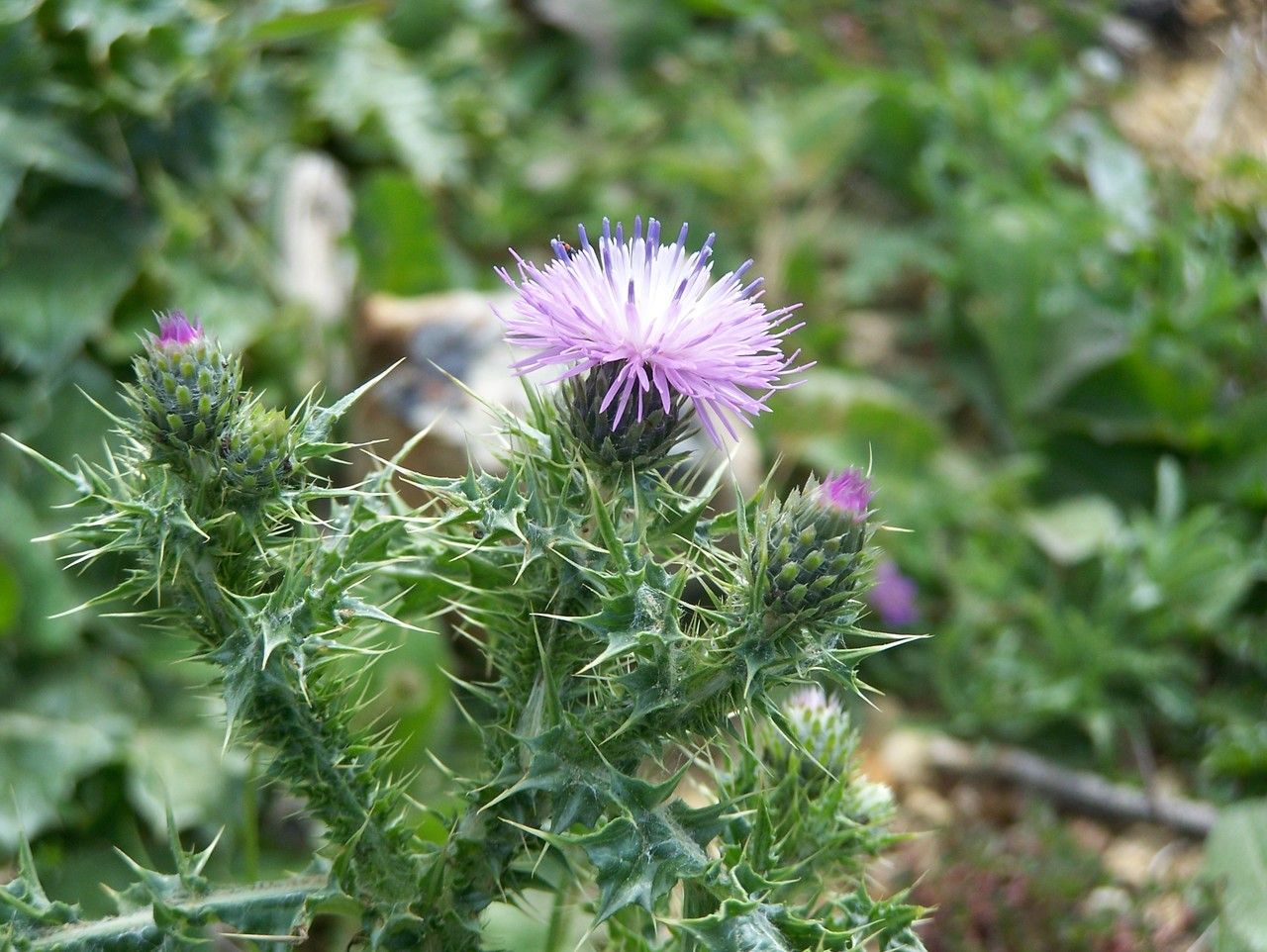 Carduus spachianus flower