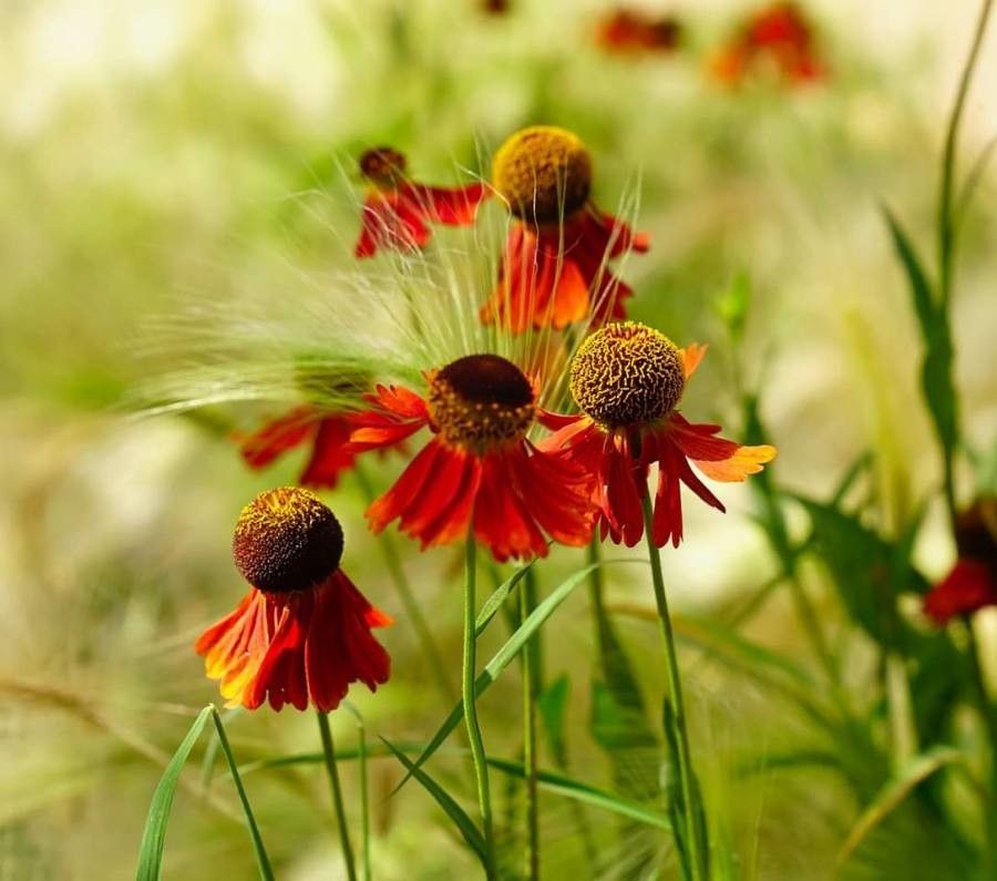 Helenium elegans — search result for 'Helenium'