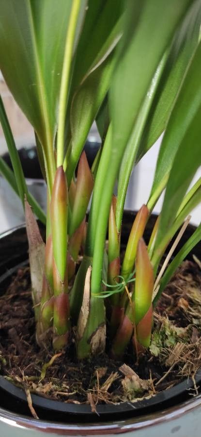 Dendrochilum cobbianum bark