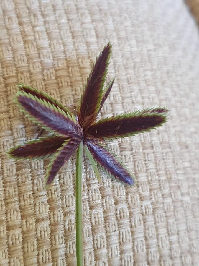 Cyperus rupestris — houseplant care guide