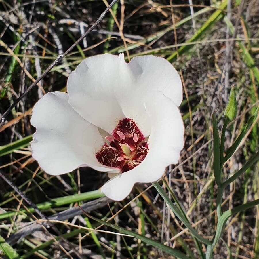 Calochortus catalinae — search result for 'Calochortus'