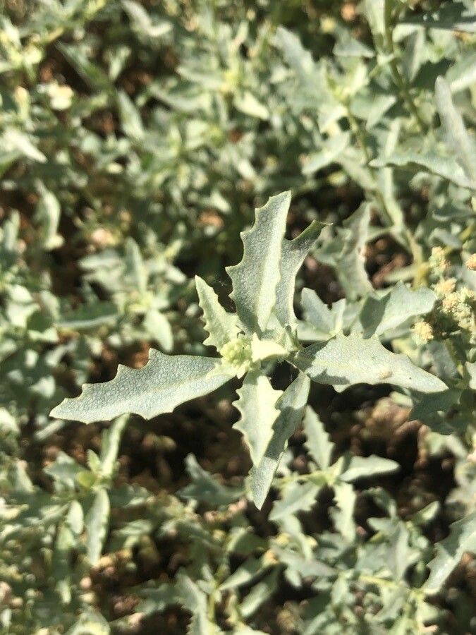 Atriplex semibaccata — search result for 'Atriplex'