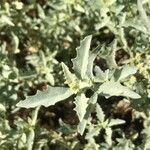 Atriplex semibaccata