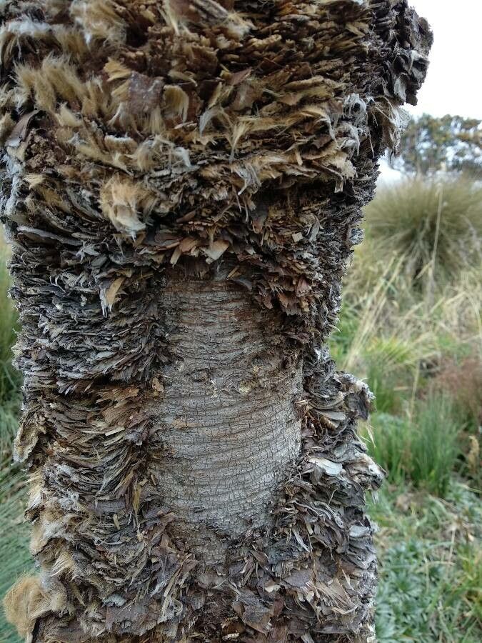 Espeletia boyacensis bark