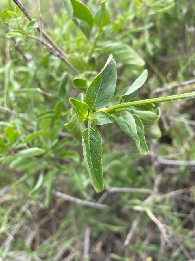 Asystasia charmian — related species from the same genus