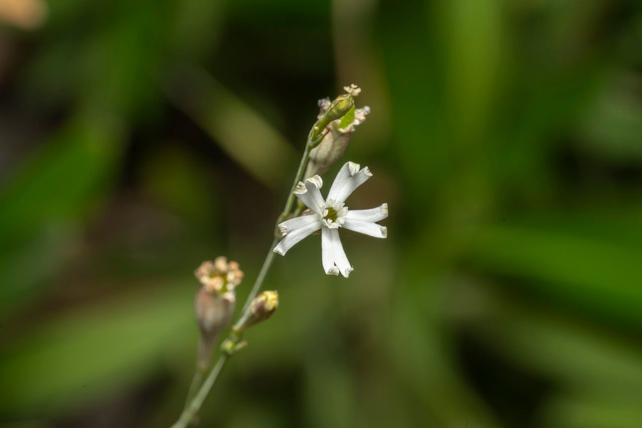Silene echinospermoides flower