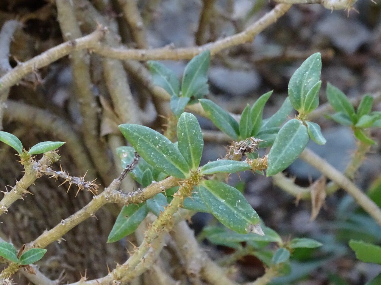 Pachypodium bispinosum — related species from the same genus
