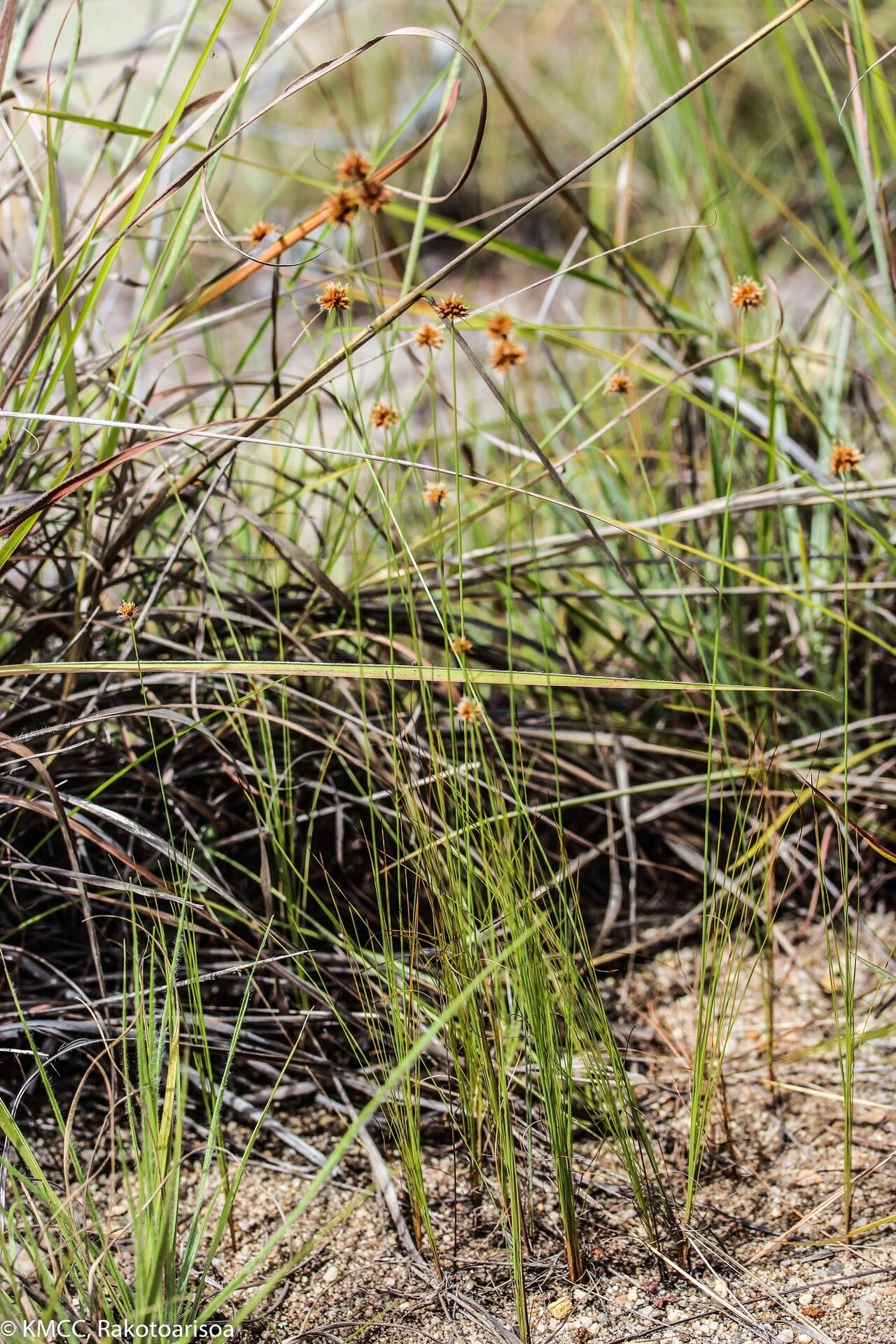 Bulbostylis firingalavensis habit
