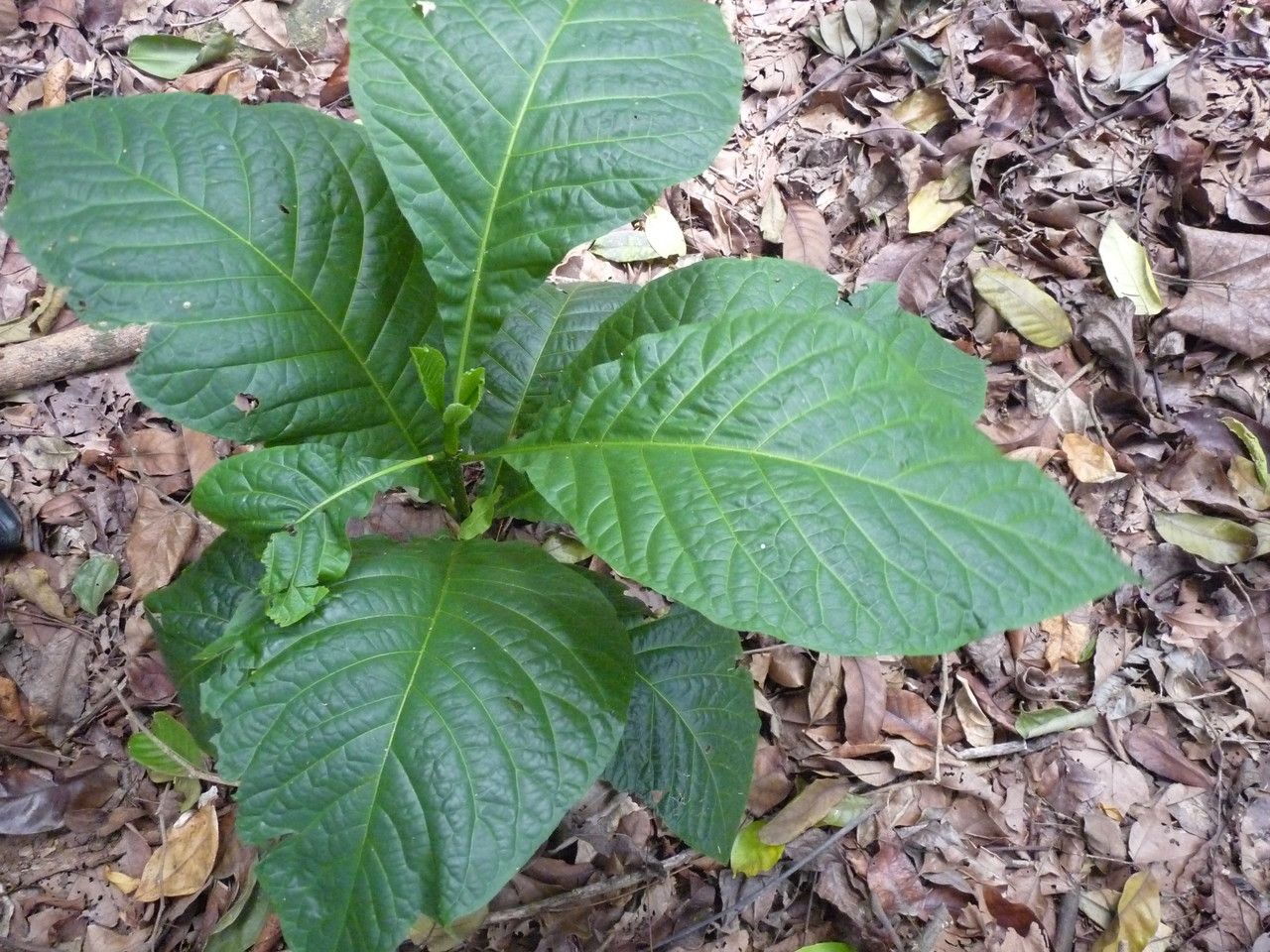 Schumanniophyton problematicum — search result for 'Ghana'