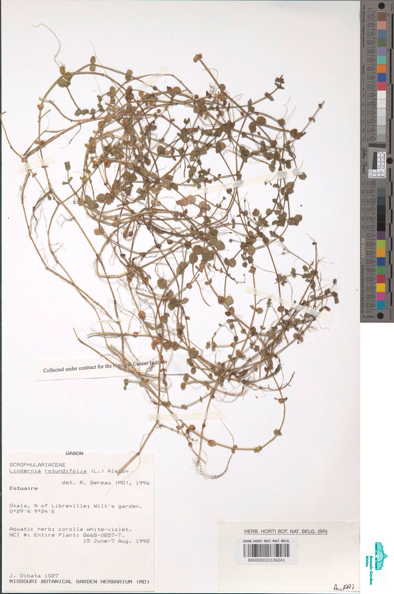 Lindernia rotundata — houseplant care guide