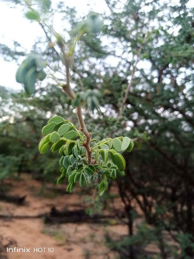 Senegalia mellifera — houseplant care guide