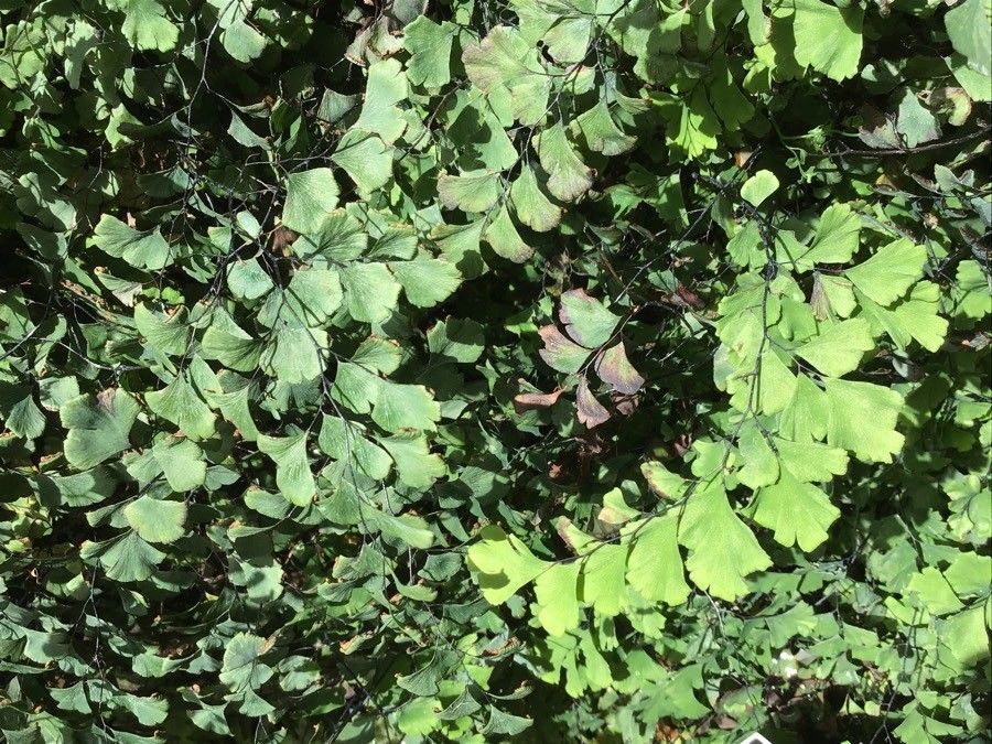 Adiantum jordanii — search result for 'Jordan'