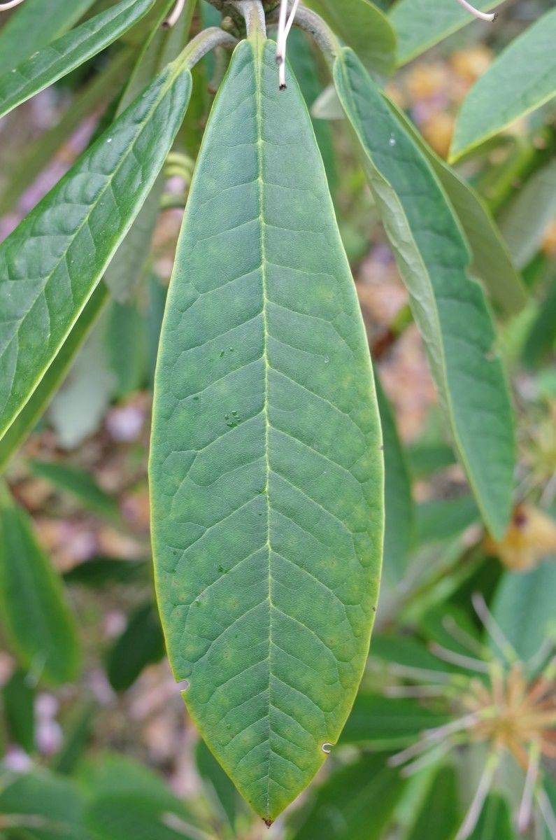 Rhododendron uvariifolium leaf