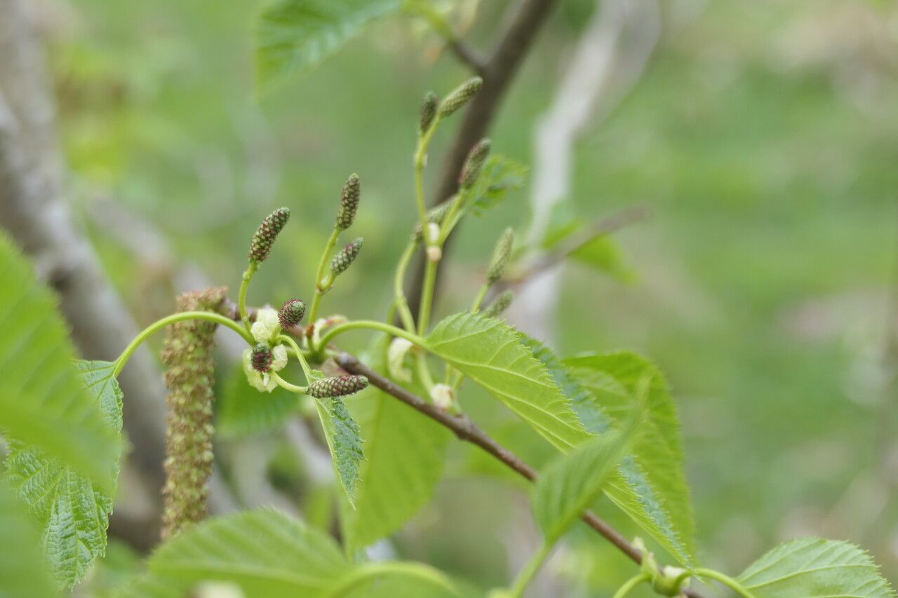 Alnus maximowiczii flower