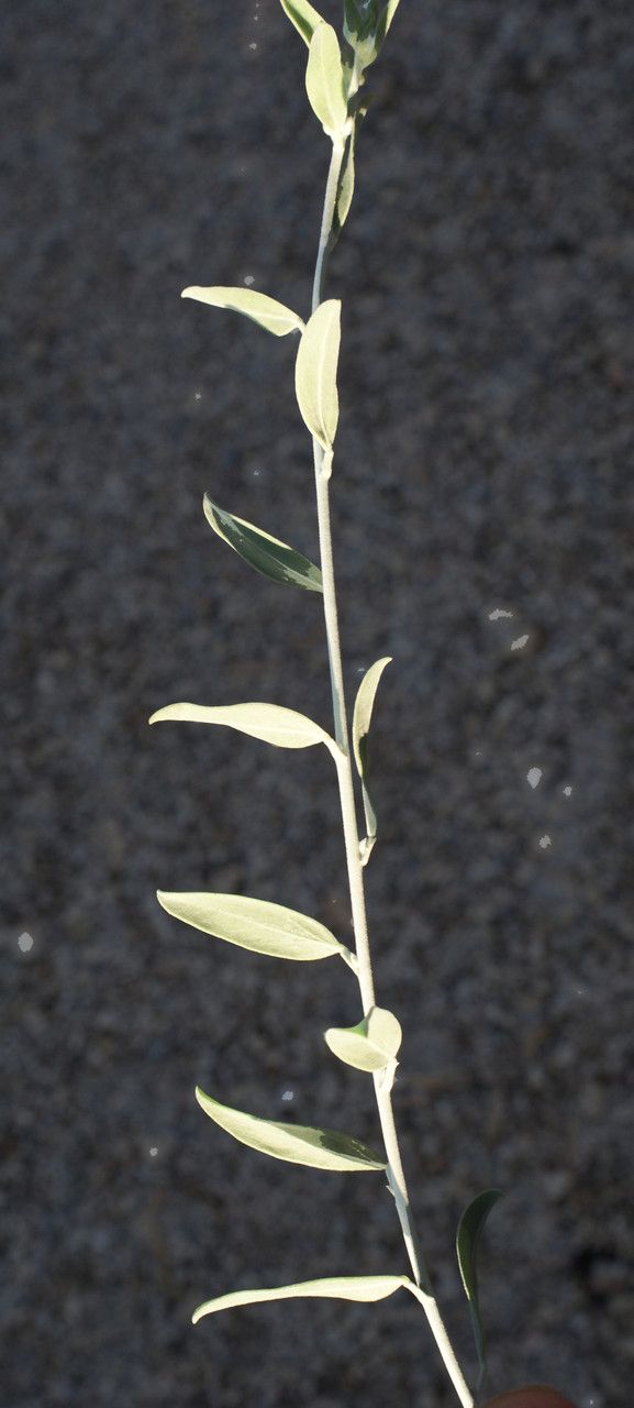 Anthyllis terniflora leaf