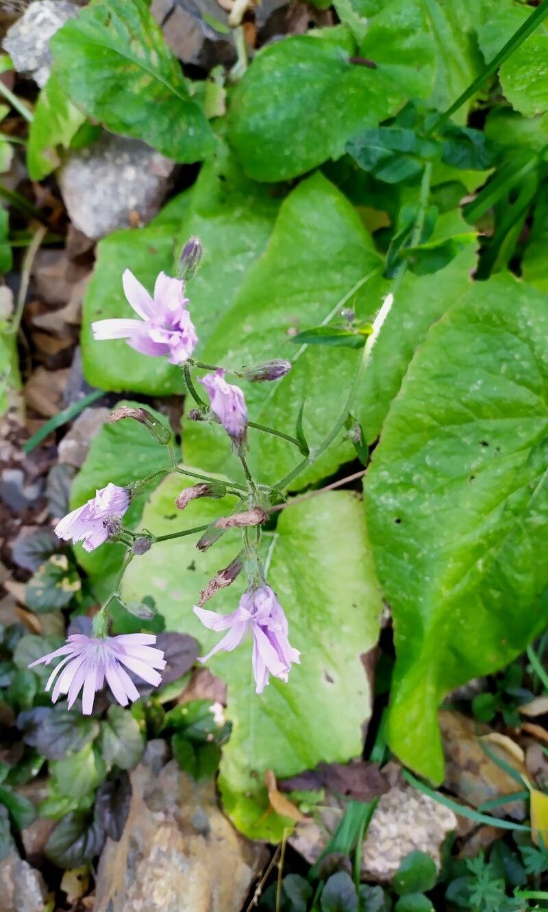 Lactuca macrophylla habit