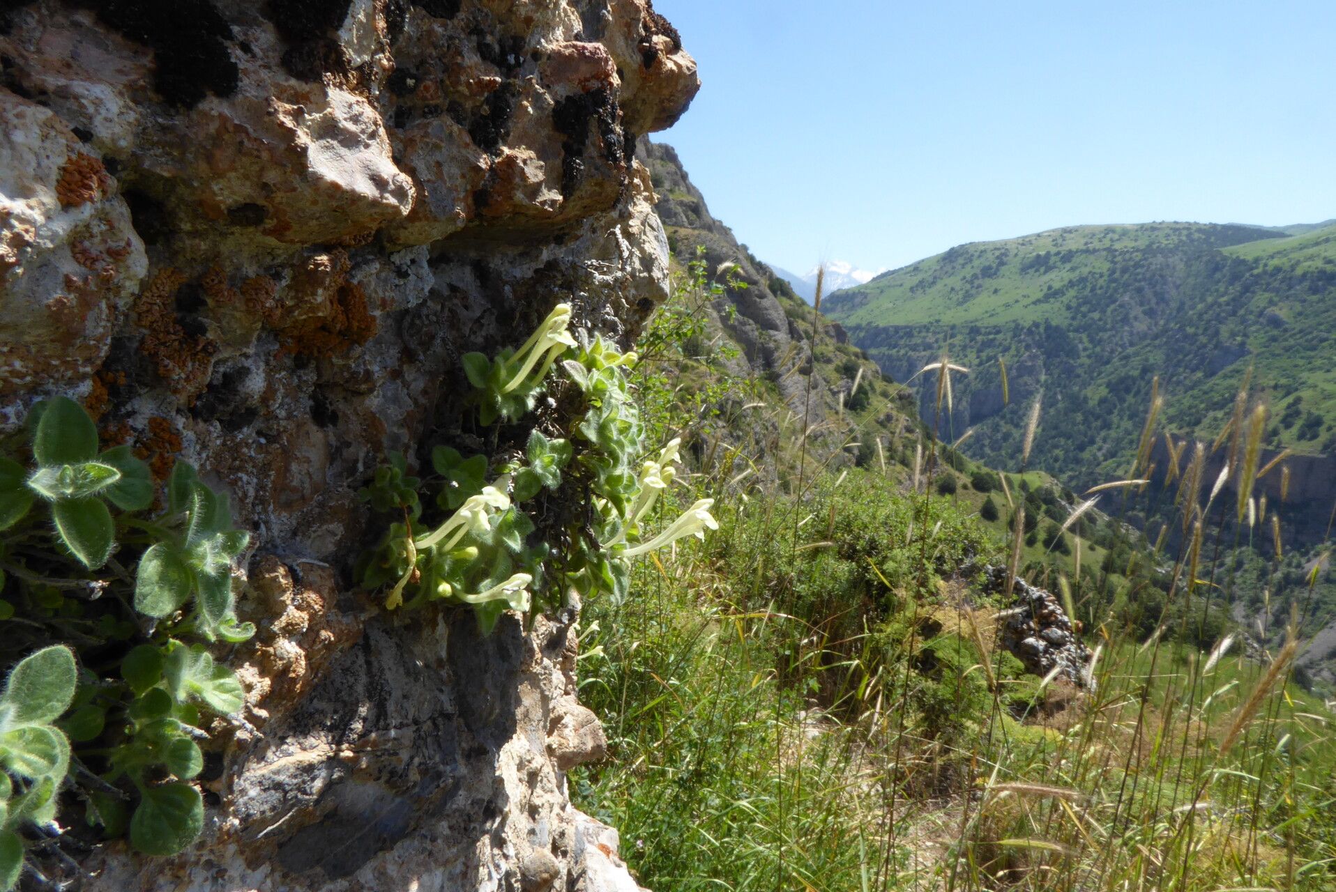 Scutellaria immaculata habit