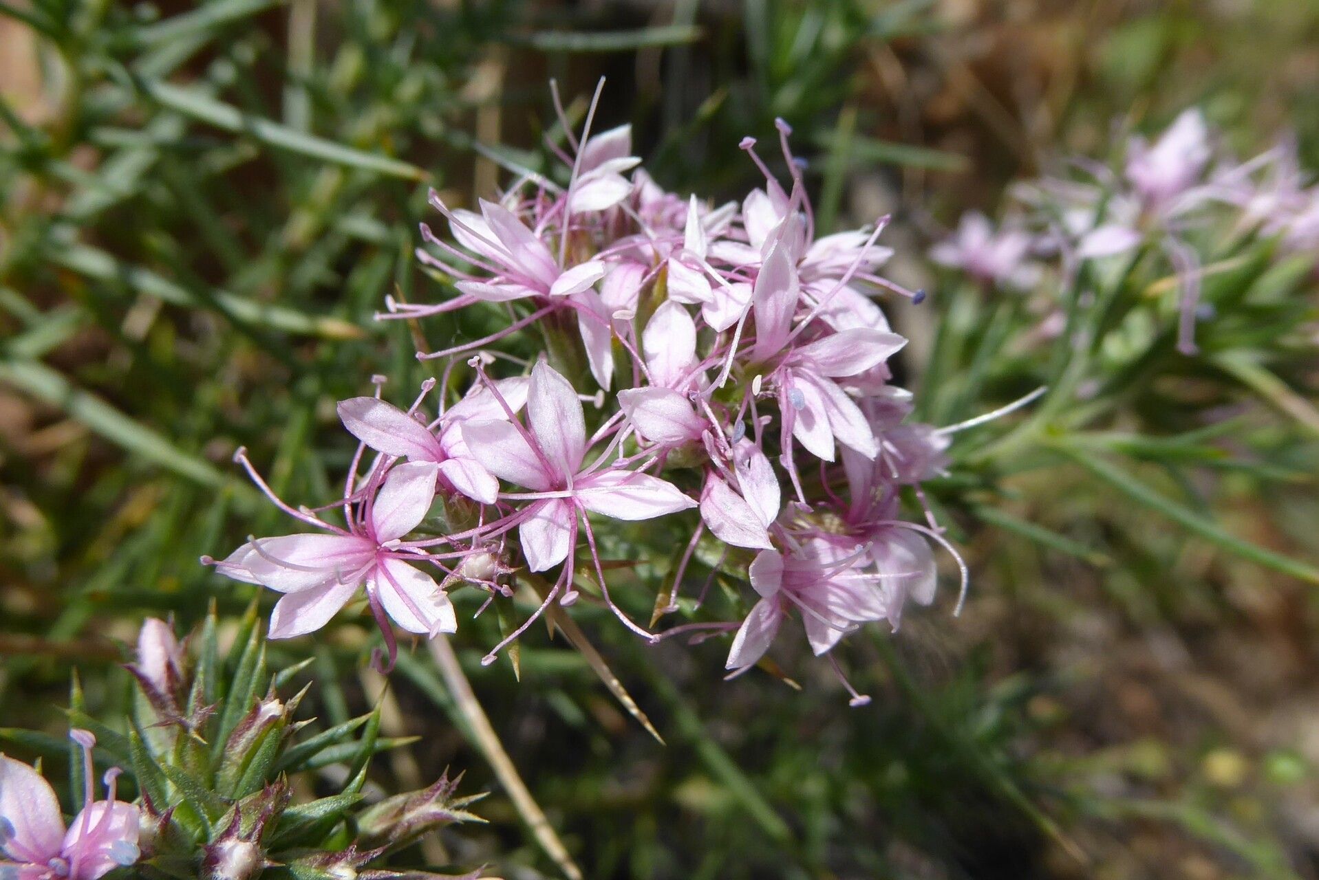 Acanthophyllum pungens flower