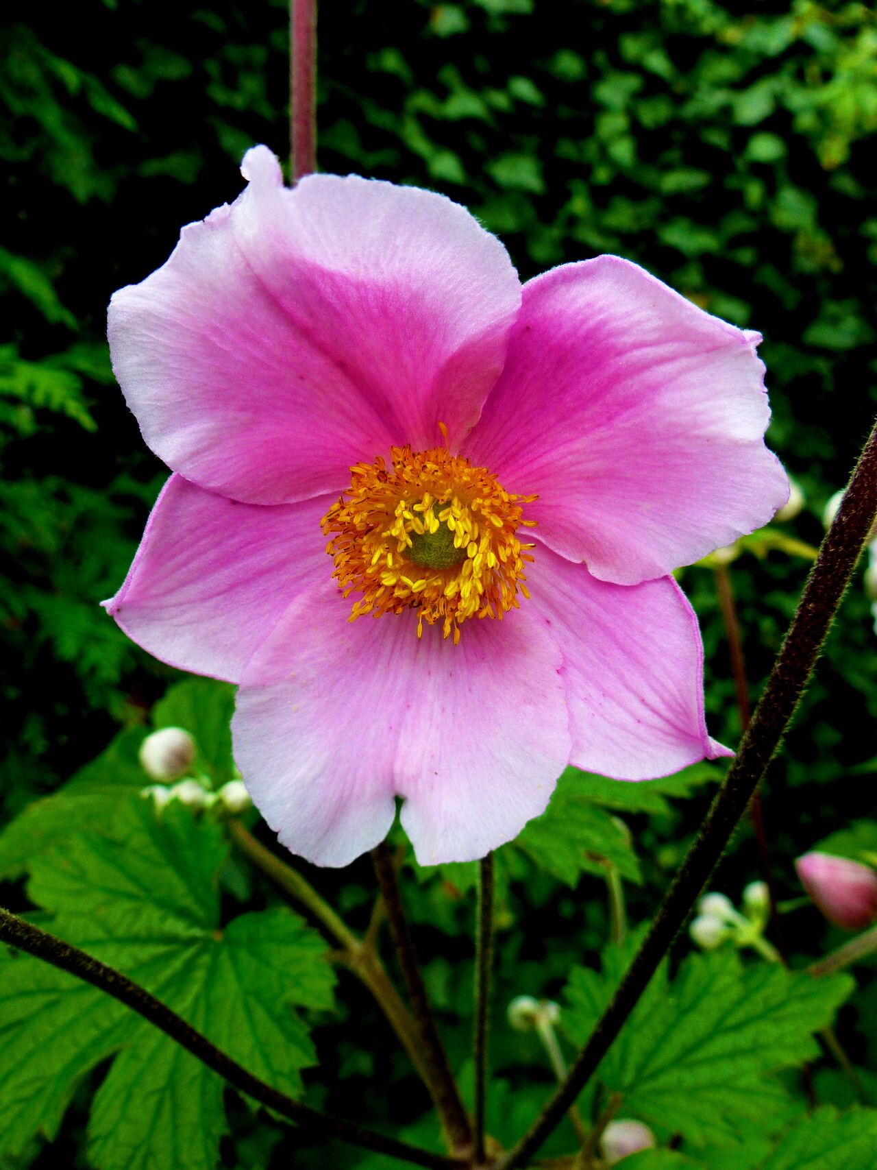 Eriocapitella japonica flower