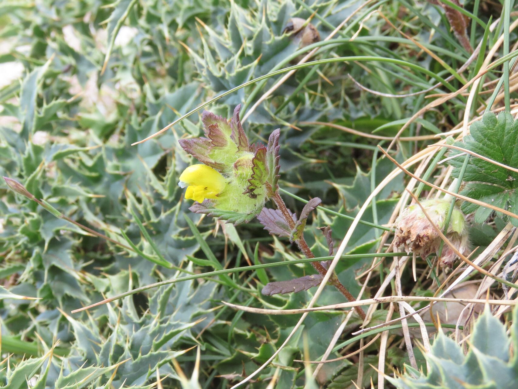 Rhinanthus wettsteinii habit