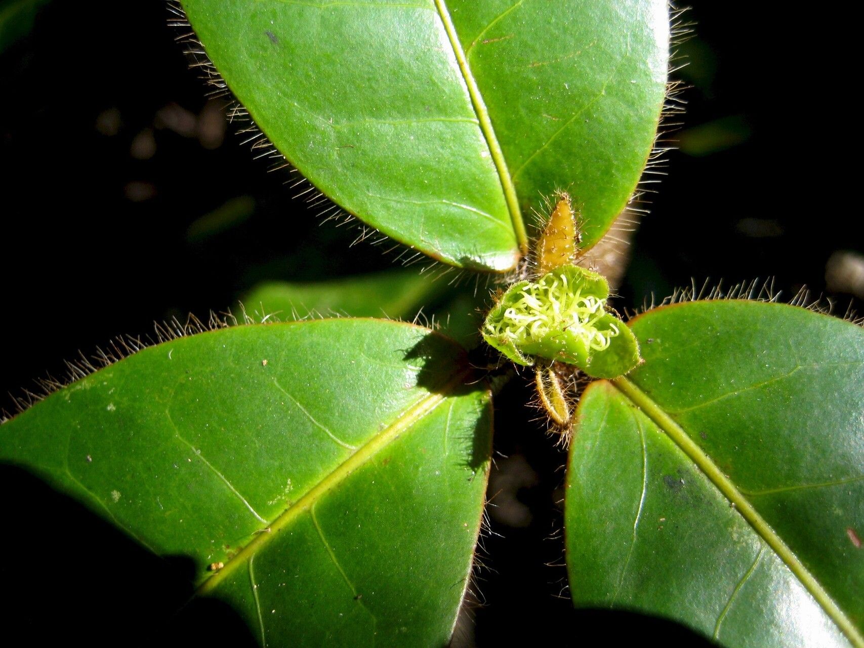 Croton ericius — houseplant care guide