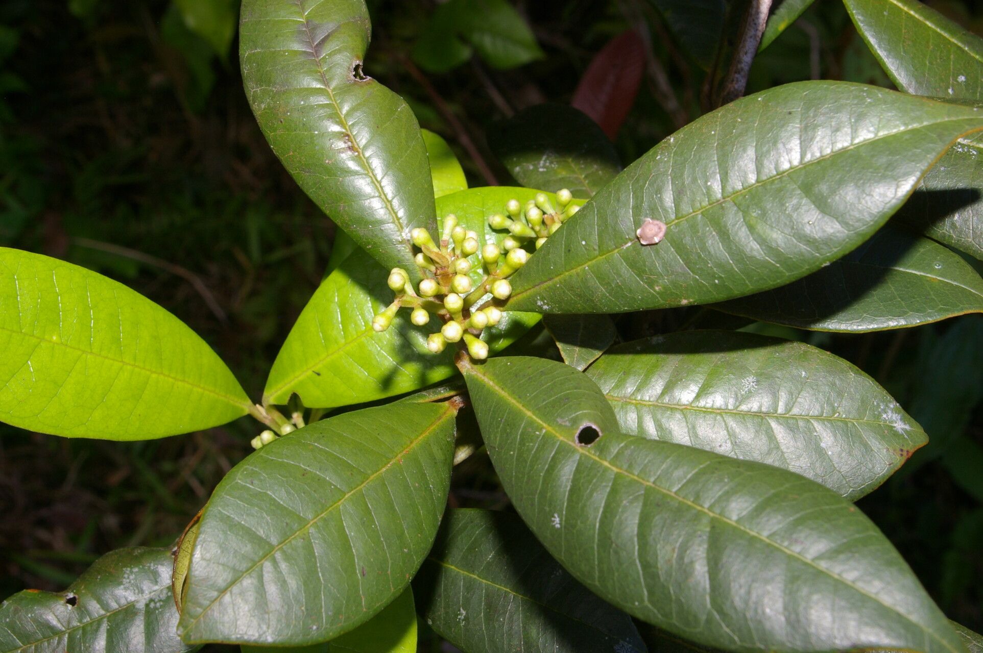 Pimenta guatemalensis flower