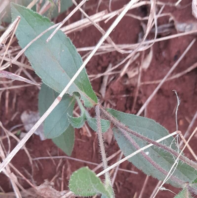 Wedelia montevidensis leaf