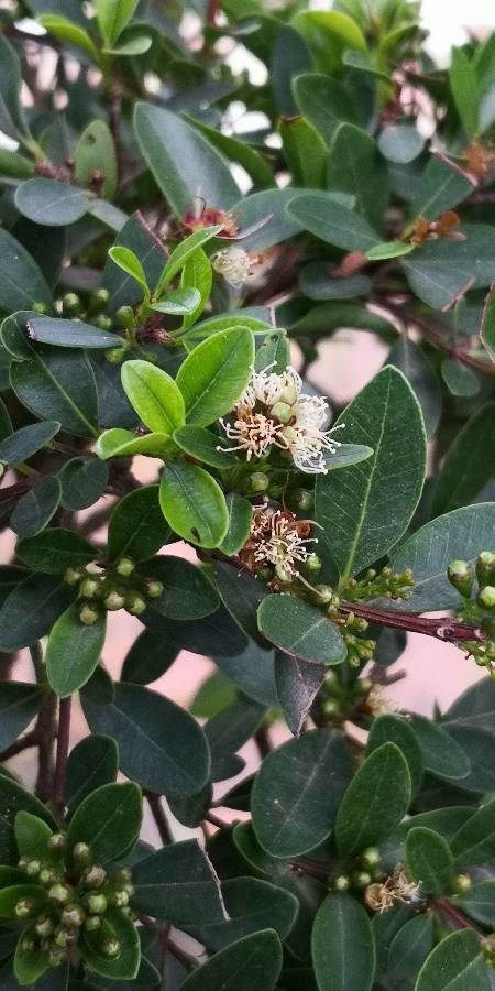 Syzygium buxifolium flower