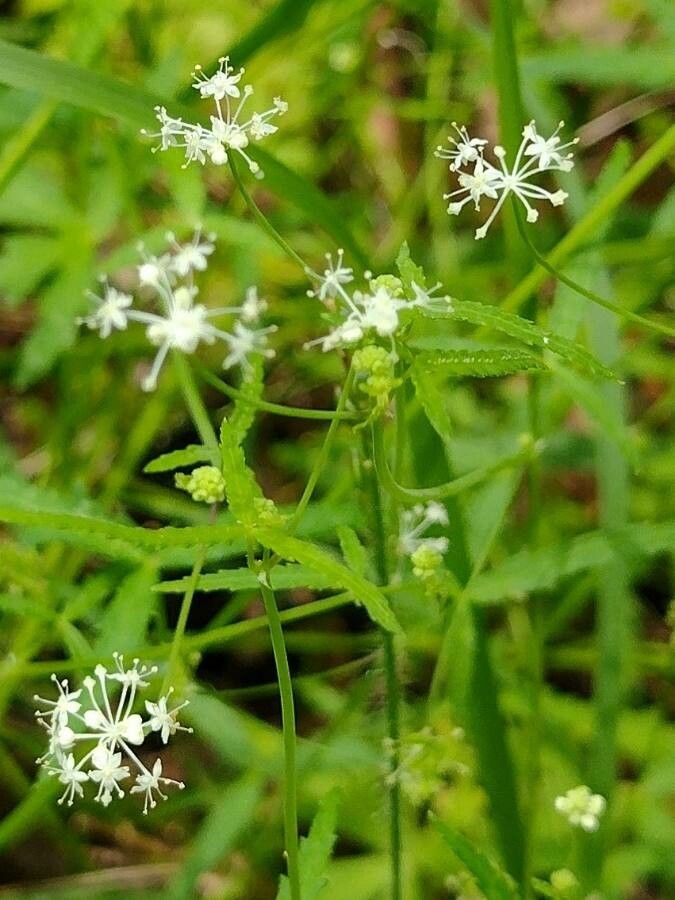 Hydrocotyle geraniifolia flower